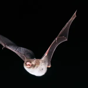 Daubenton's Bat - in flight Daubenton's Bat - in flight