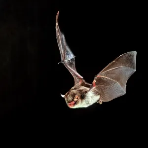 Daubenton's Bat - in flight at night Daubenton's Bat - in flight at night