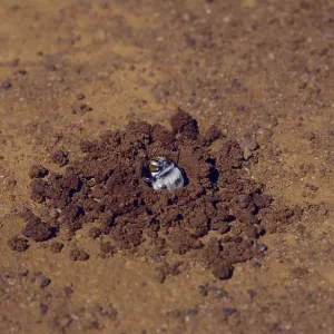 Dawsons Burrowing Bee Dawsons Burrowing Bee