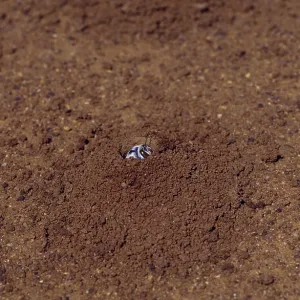 Dawsons Burrowing Bee, Australia Dawsons Burrowing Bee, Australia