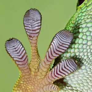 Day Gecko - close up of foot Day Gecko - close up of foot