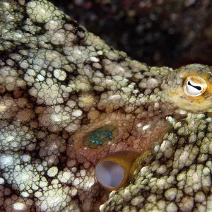 Day Octopus