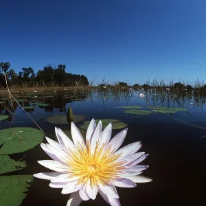 DAY WATERLILY - close-up on water DAY WATERLILY - close-up on water