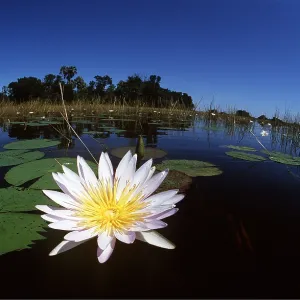 DAY WATERLILY - close-up, water scenic DAY WATERLILY - close-up, water scenic