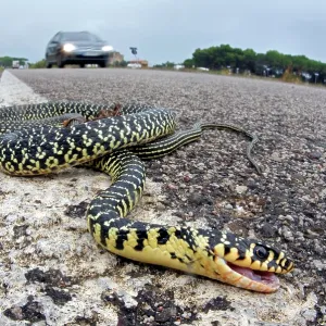 Dead Western Whip Snake by roadside Dead Western Whip Snake by roadside