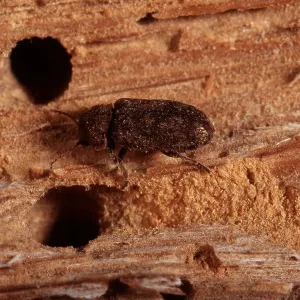 DEATH-WATCH BEETLE DEATH-WATCH BEETLE
