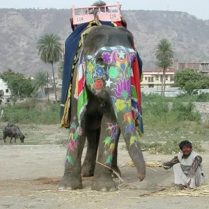 Decorated Indian Elephant Decorated Indian Elephant