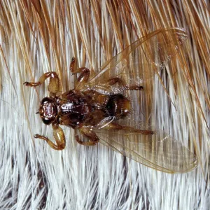Deer fly - on fur Deer fly - on fur