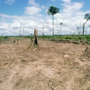 Deforestation - clearing rainforest for cattle ranching Deforestation - clearing rainforest for cattle ranching
