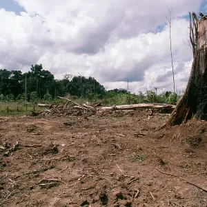 Deforestation - Rainforest cleared for Cattle ranching Deforestation - Rainforest cleared for Cattle ranching