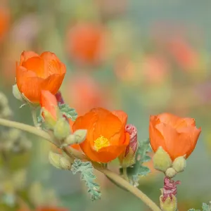 Desert Globemallow or Apricot Mallow (Sphaeralcea Desert Globemallow or Apricot Mallow (Sphaeralcea