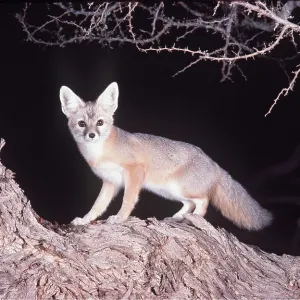 DESERT KIT FOX - at night DESERT KIT FOX - at night