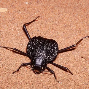 DESERT TENEBRIONID BEETLE DESERT TENEBRIONID BEETLE