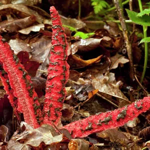 Devil's fingers / Octopus stinkhorn fungus / Lysurus Devil's fingers / Octopus stinkhorn fungus / Lysurus