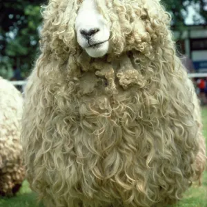Devon & Cornwall Longwool SHEEP Devon & Cornwall Longwool SHEEP