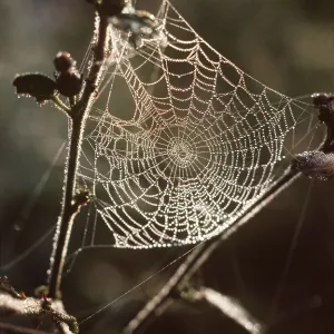 DEWDROPS ON COBWEB DEWDROPS ON COBWEB