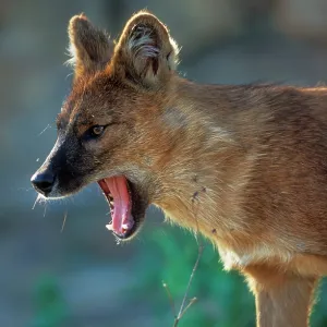 Dhole DOG / Asiatic Wild Dog / Red Dog Dhole DOG / Asiatic Wild Dog / Red Dog