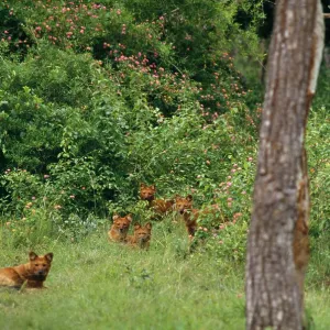 Dhole Dogs - lying in wait, hunt as a pack Dhole Dogs - lying in wait, hunt as a pack