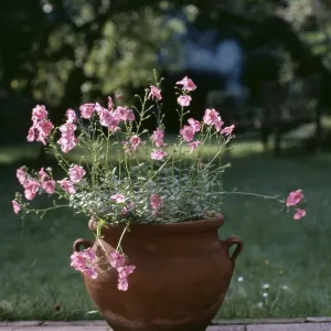 DIASCIA CORDATA - in a pot DIASCIA CORDATA - in a pot