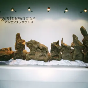 DINOSAUR Skeleton - Argentinosaurus vertibrae DINOSAUR Skeleton - Argentinosaurus vertibrae