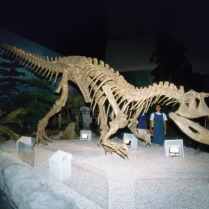DINOSAUR Skeleton - Gigantosaurus DINOSAUR Skeleton - Gigantosaurus