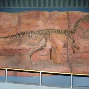 DINOSAUR Skeleton - Monolophosaurus DINOSAUR Skeleton - Monolophosaurus
