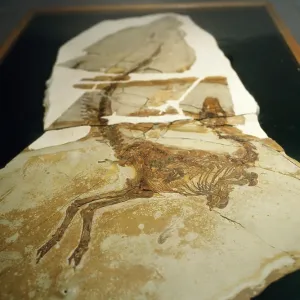 DINOSAUR Skeleton - Sinosauropleryx DINOSAUR Skeleton - Sinosauropleryx