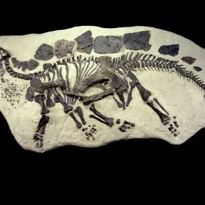 Dinosaur - Stegosaurus Fossil - Specimen Dinosaur - Stegosaurus Fossil - Specimen