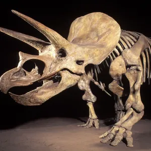 Dinosaurs - Horned dinosaurs (Ceratopsians) Triceratops Dinosaurs - Horned dinosaurs (Ceratopsians) Triceratops