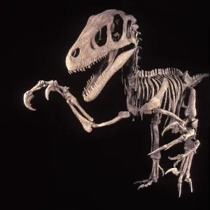 Dinosaurs - Theropods - Dromaeosaurs - Utahraptor Dinosaurs - Theropods - Dromaeosaurs - Utahraptor