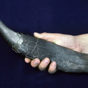 Dinosaurs - Theropods - Tyrannosaurus rex tooth Dinosaurs - Theropods - Tyrannosaurus rex tooth