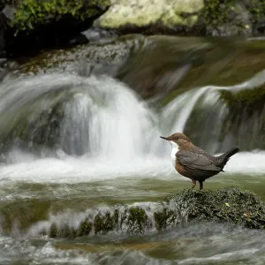 Dipper (Cinclus cinclus) hunting on a fast flowing Dipper (Cinclus cinclus) hunting on a fast flowing