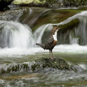 Dipper (Cinclus cinclus) hunting on a fast flowing Dipper (Cinclus cinclus) hunting on a fast flowing