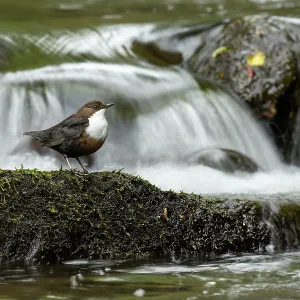 Dipper (Cinclus cinclus) hunting on a fast flowing Dipper (Cinclus cinclus) hunting on a fast flowing