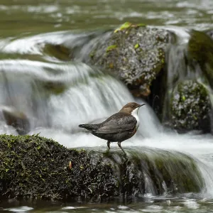 Dipper (Cinclus cinclus) hunting on a fast flowing Dipper (Cinclus cinclus) hunting on a fast flowing