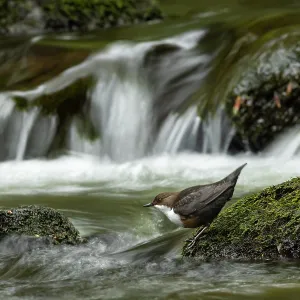 Dipper (Cinclus cinclus) hunting on a fast flowing Dipper (Cinclus cinclus) hunting on a fast flowing