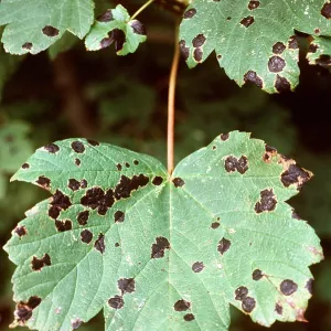 DISEASE - Black Spot on Sycamore leaves DISEASE - Black Spot on Sycamore leaves