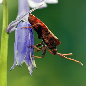 Dock Bug - on bluebell flower Dock Bug - on bluebell flower