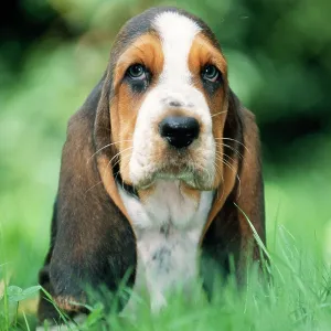 DOG - Basset Hound puppy DOG - Basset Hound puppy