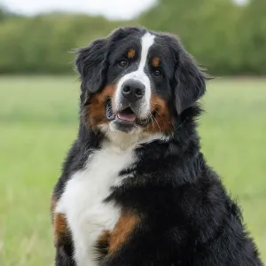 DOG. Bernese Mountian Dog, head shot, portrait DOG. Bernese Mountian Dog, head shot, portrait