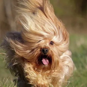 Dog - Bichon Havanais / Havanese - running towards camera Dog - Bichon Havanais / Havanese - running towards camera