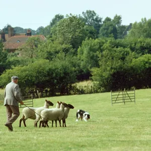 DOG - Border Collie - at sheepdog trial DOG - Border Collie - at sheepdog trial