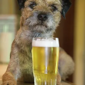 Dog - Border Terrier - in pub with beer Dog - Border Terrier - in pub with beer