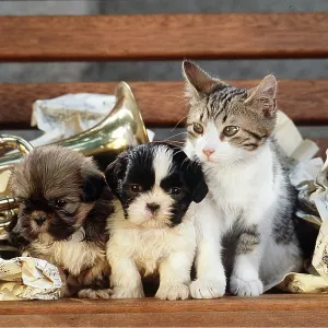 DOG and CAT - puppies x two with a kitten in sheet DOG and CAT - puppies x two with a kitten in sheet
