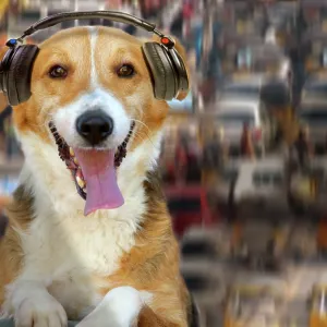 Dog - DJ - listening to music through headphones Dog - DJ - listening to music through headphones