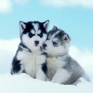 DOG - two husky puppies sitting on snow DOG - two husky puppies sitting on snow