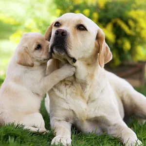 Dog - Labrador adult with puppy Dog - Labrador adult with puppy