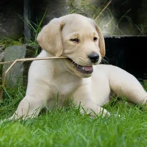 Dog - Labrador puppy - playing with stick in garden Dog - Labrador puppy - playing with stick in garden