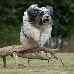 DOG. Polish Lowland Sheepdog, running in a garden DOG. Polish Lowland Sheepdog, running in a garden