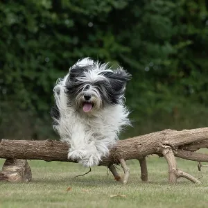 DOG. Polish Lowland Sheepdog, running in a garden DOG. Polish Lowland Sheepdog, running in a garden
